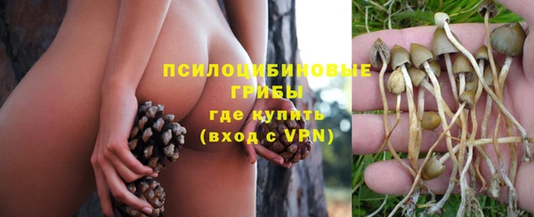 прущие грибы Братск