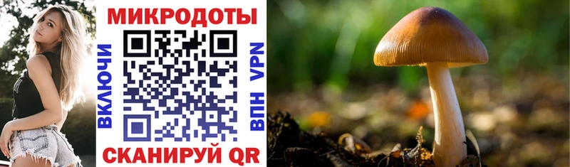 наркота Зерноград Галлюциногенные грибы Psilocybe
